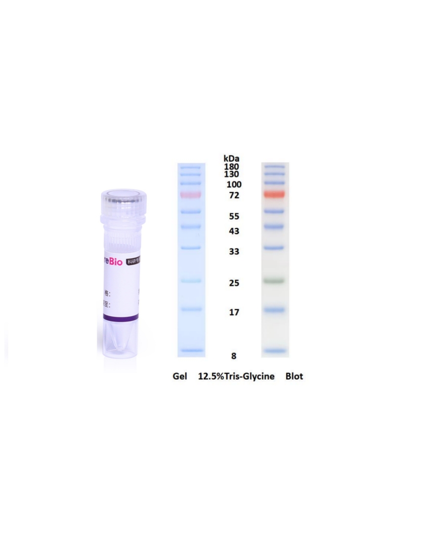 彩色预染蛋白Marker(8-180 kDa)