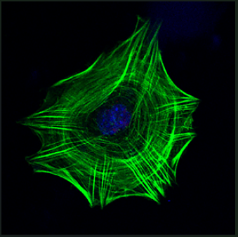 488-Phalloidin  488标记鬼笔环肽（绿色）
