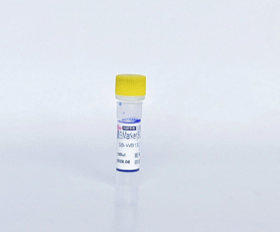 非预染蛋白Marker(8-265 kD)