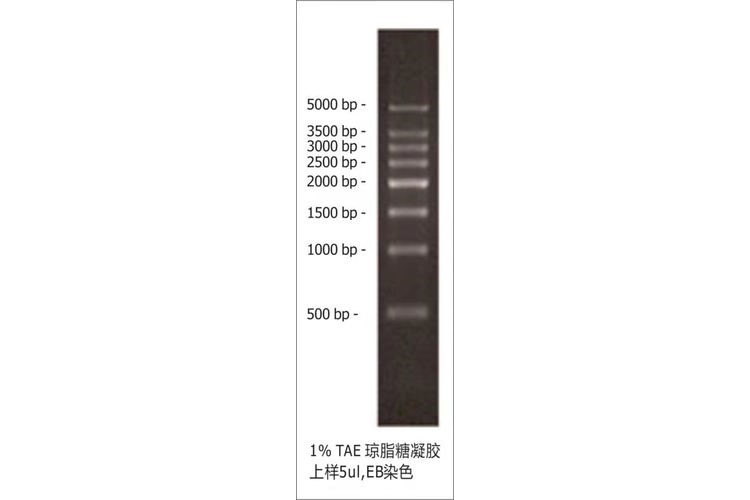 500 bp DNA L adder(500 bp-5000 bp) double-stranded DNA  Ladder ;dsDNA Ladder