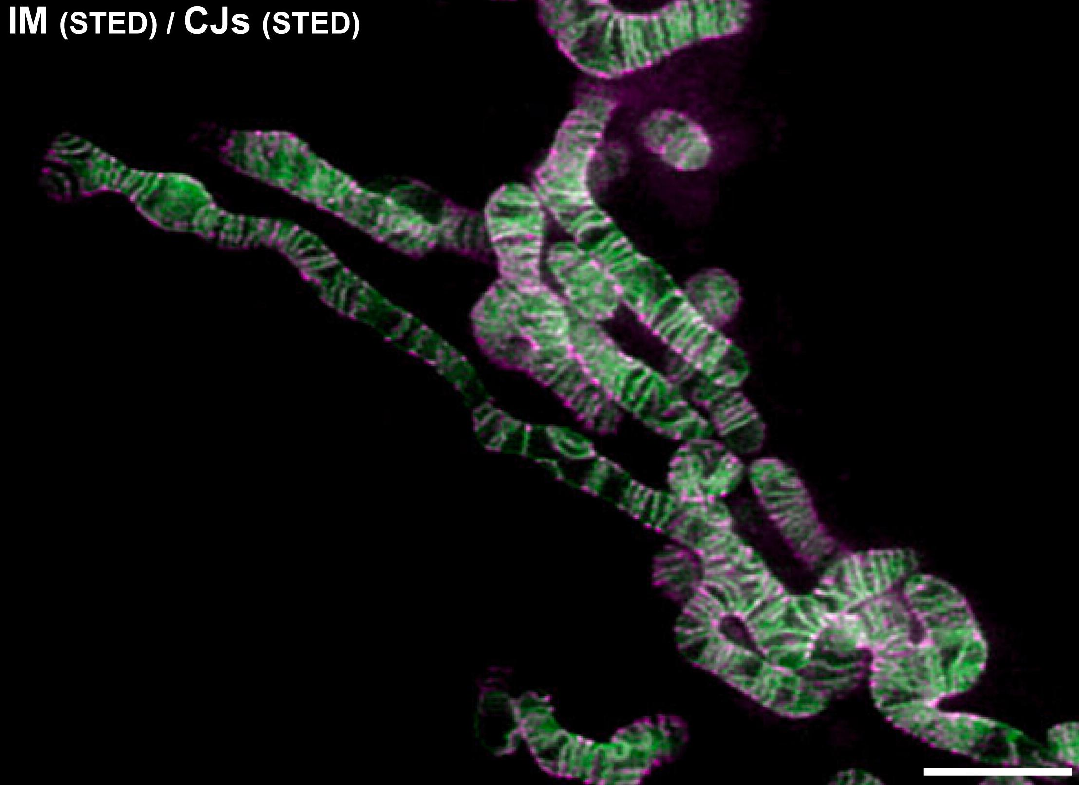 超分辨活细胞线粒体荧光探针Deep Red