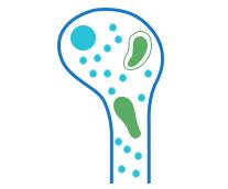 Bone micro-CT imaging analysis and staining