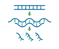 siRNA interference kit