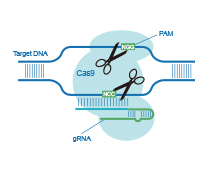 Cell gene knockout/overexpression service