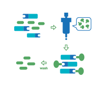 Protein expression and purification services