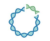 Plasmid construction service