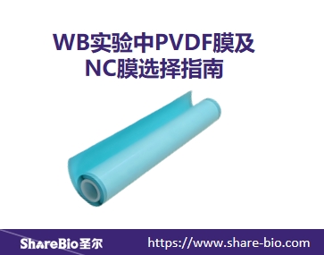 Western Blot (WB) 实验中PVDF膜及NC膜选择指南