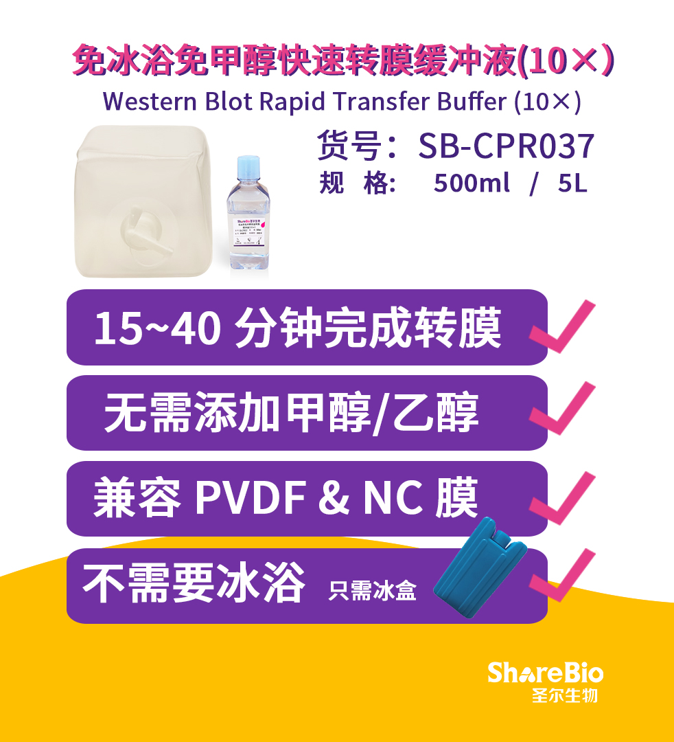 免冰浴免甲醇快速转膜缓冲液(10×）