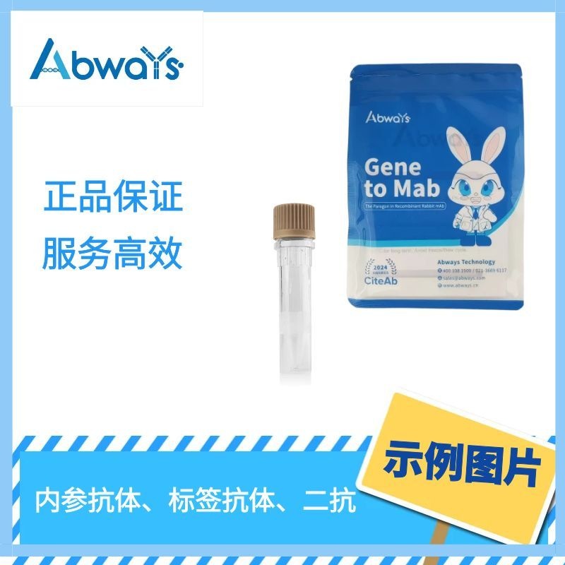 p-p63 (S395) Ab